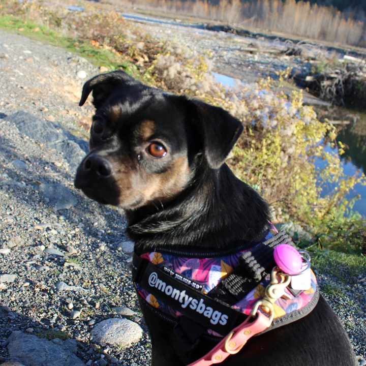 Collier lumineux pour chien - Rechargeable par USB