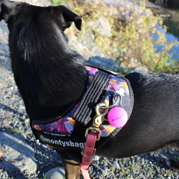 Collier lumineux pour chien - Rechargeable par USB